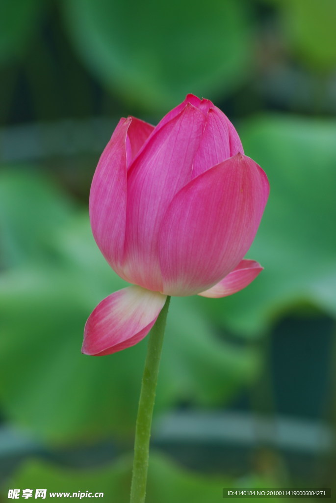 荷花 莲花 红花