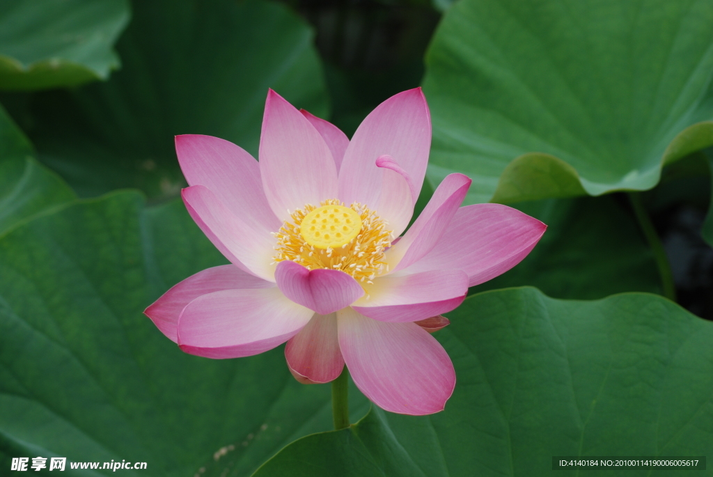 荷花 莲花 红花