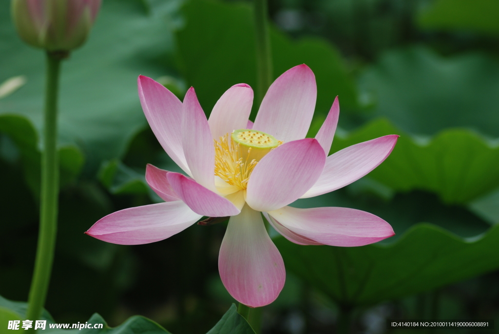 荷花 莲花 红花