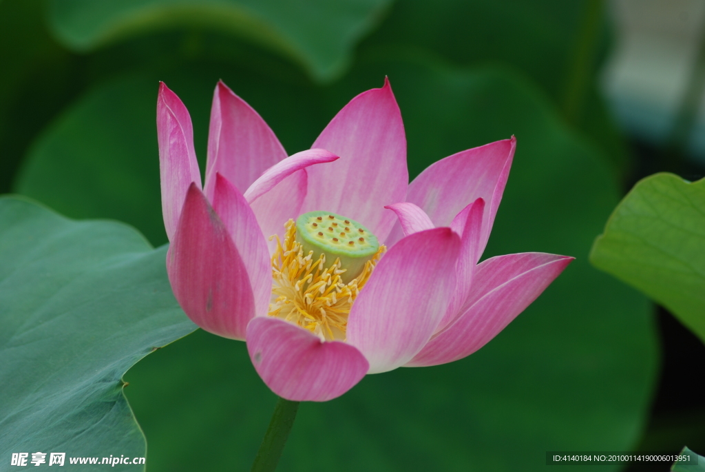荷花 莲花 红花