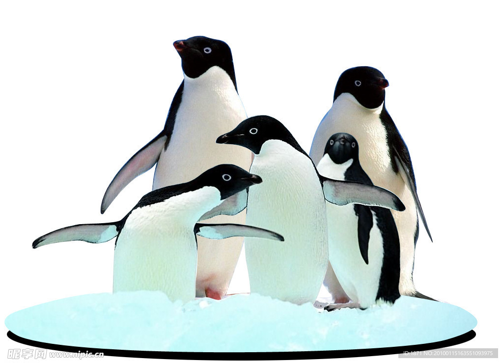五只企鹅 分层企鹅 企鹅家族
