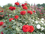 牡丹 鲜花