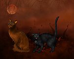 诡异的猫（分层不精细）