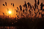 夕阳芦苇