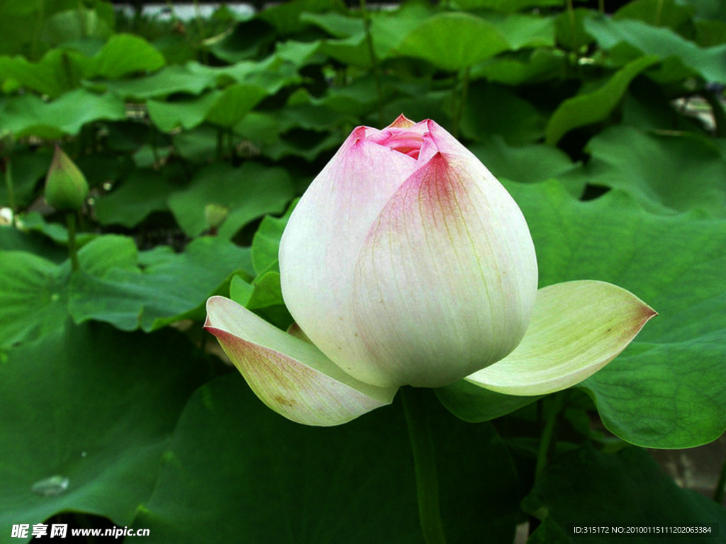 莲花（胜寿桃）