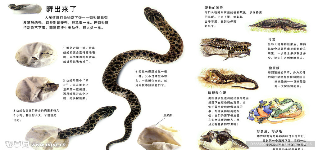 动物的出生 蛇