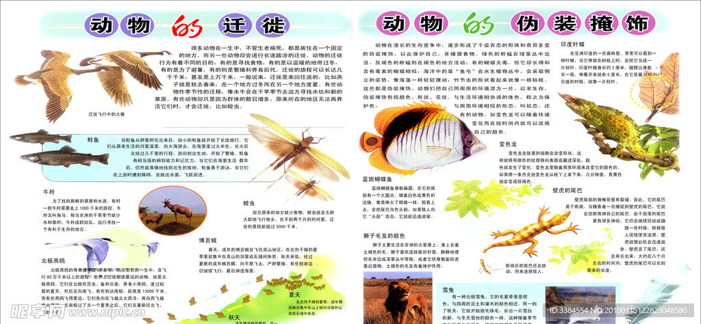 动物的迁徙