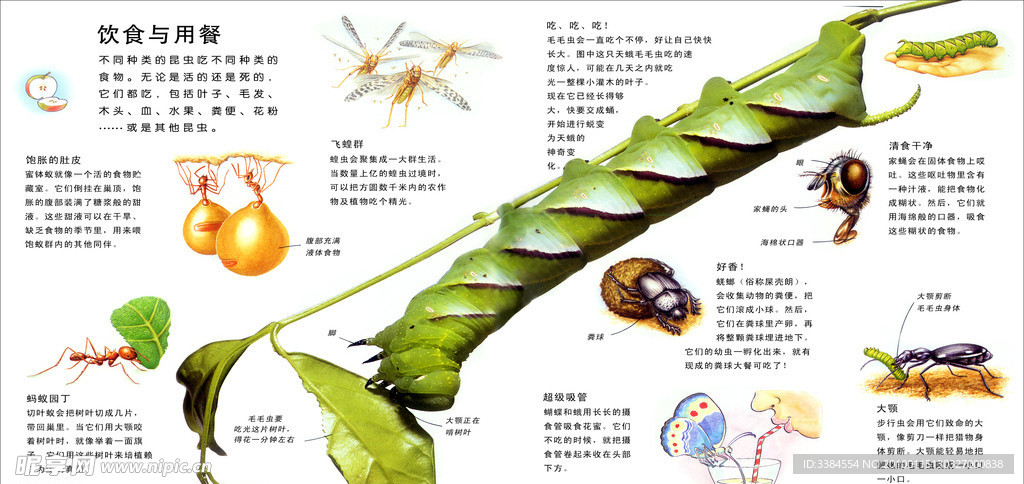 昆虫的饮食