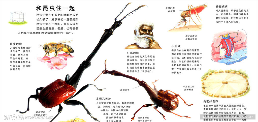 昆虫的生活 动物 鸟类