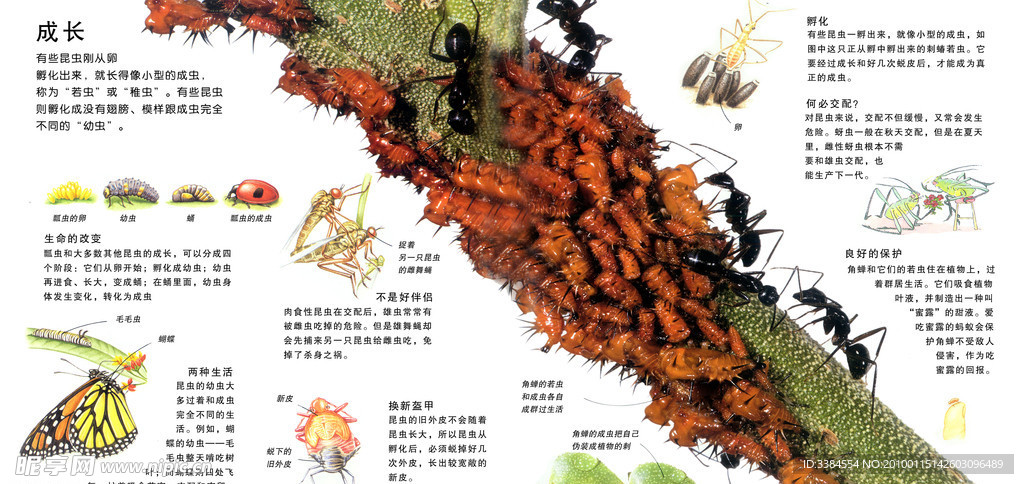 昆虫的生活 动物 鸟类 蚂蚁