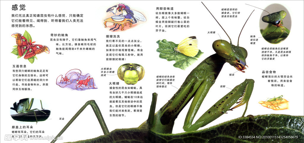 昆虫的生活 动物 鸟类 蚂蚁