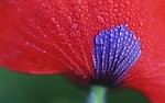 花瓣