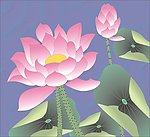 荷花