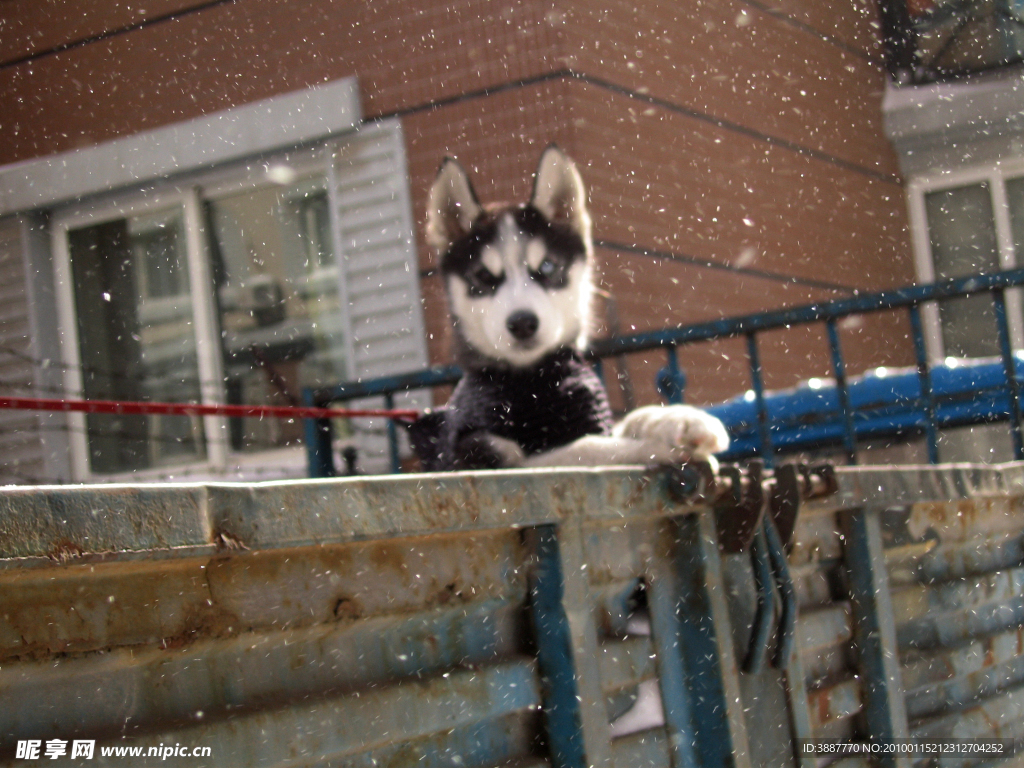 雪狼