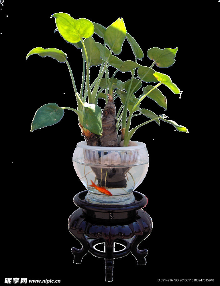 花卉植物