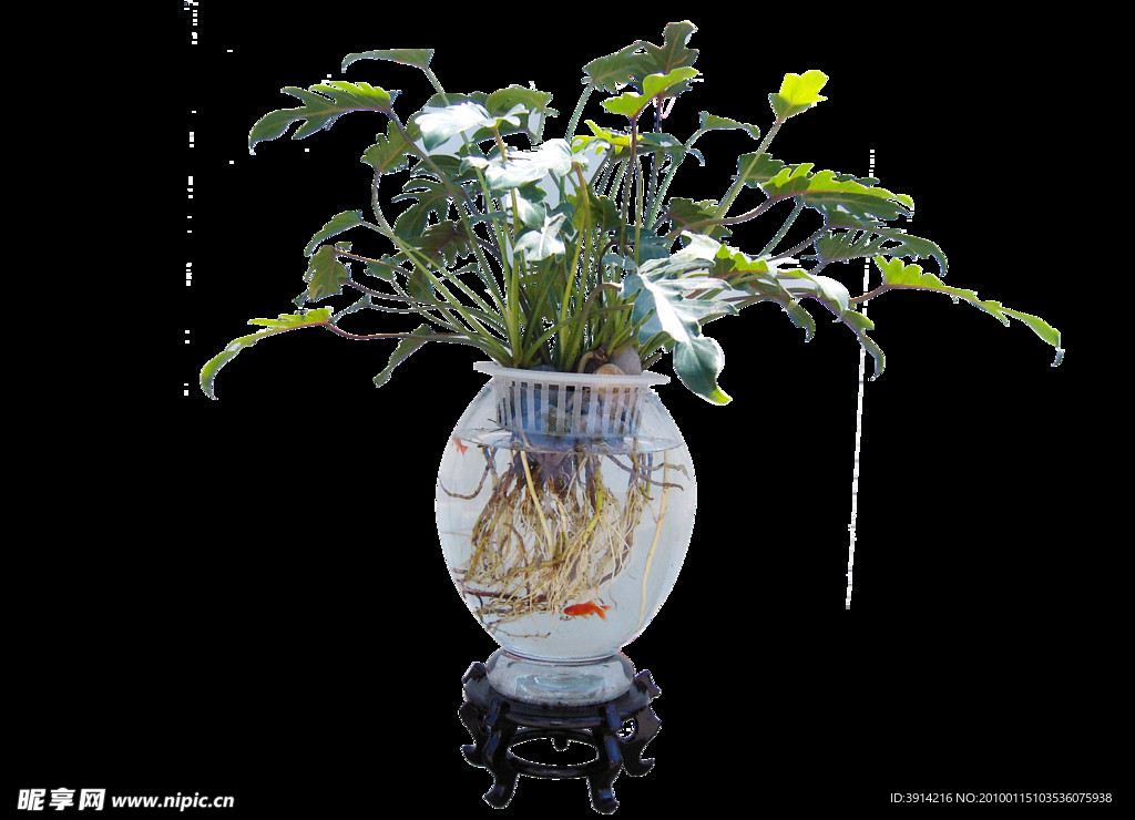 花卉植物