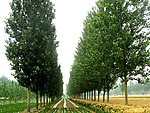 杨树