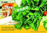 餐盘纸