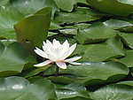 怡出莲花
