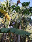 椰子树