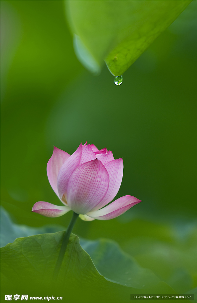露荷