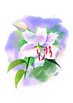 水彩百合花高清图片