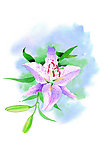 水彩百合花高清图片