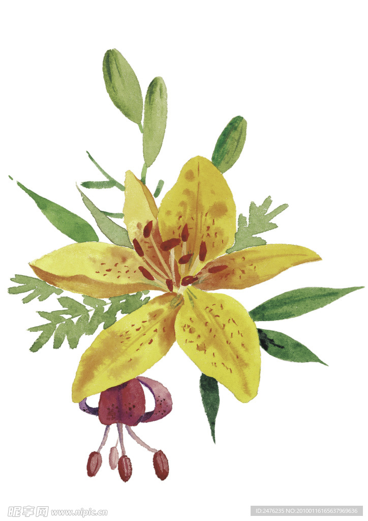 水彩百合花高清图片
