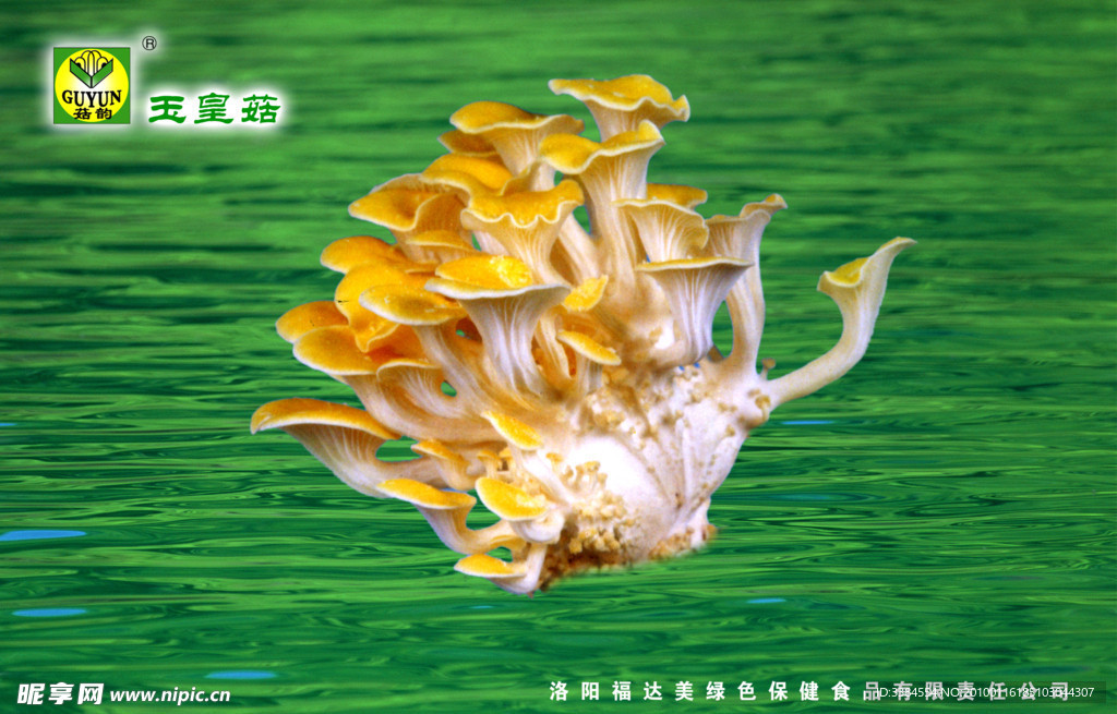 福达美磨菇