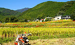 田园美景