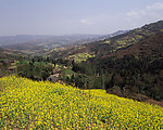金黄油菜花 山脉 远山 峡谷