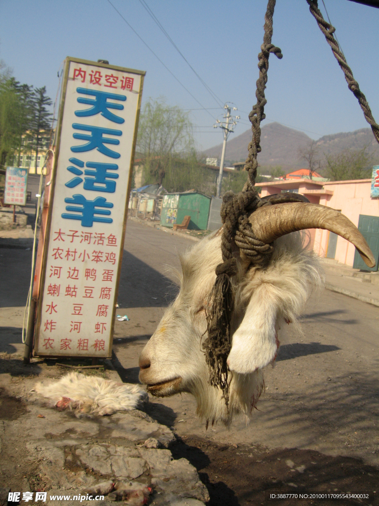 天天活羊