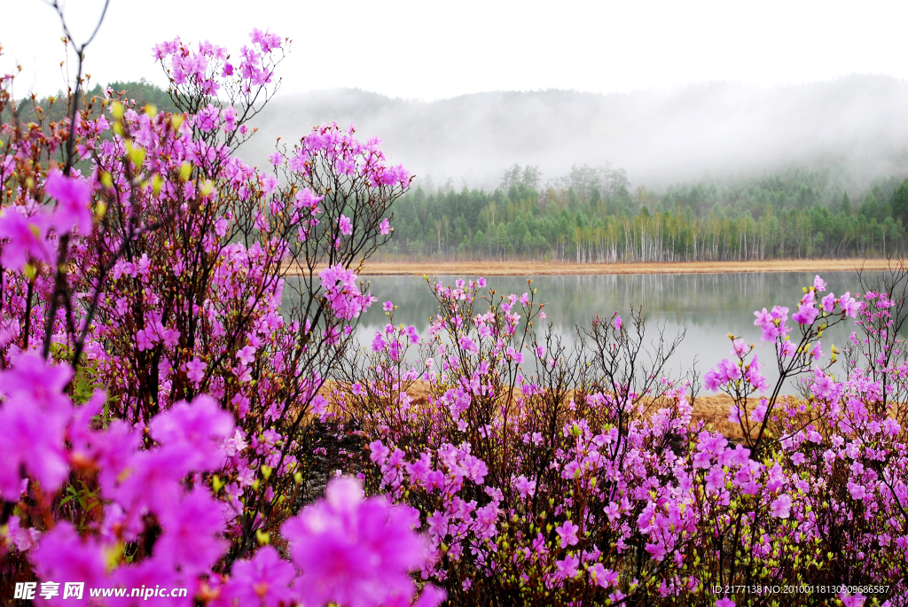 桃花景色