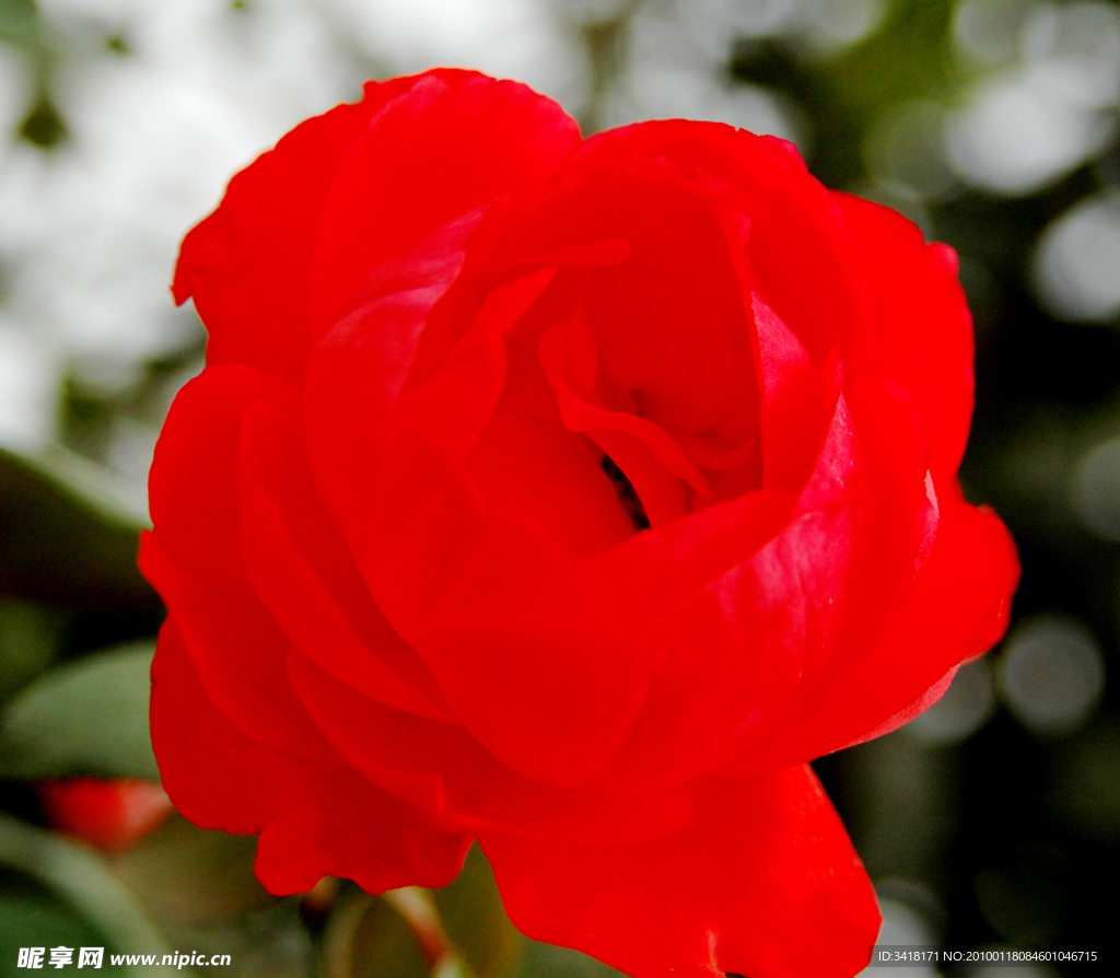 月季花