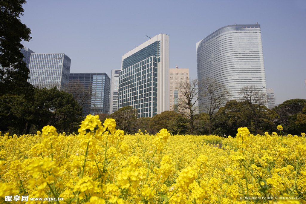 油菜花和大楼