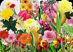 鲜花 001