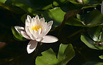 鲜花特写