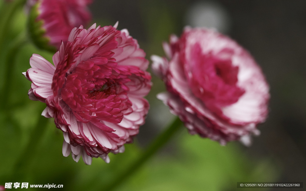 鲜花特写