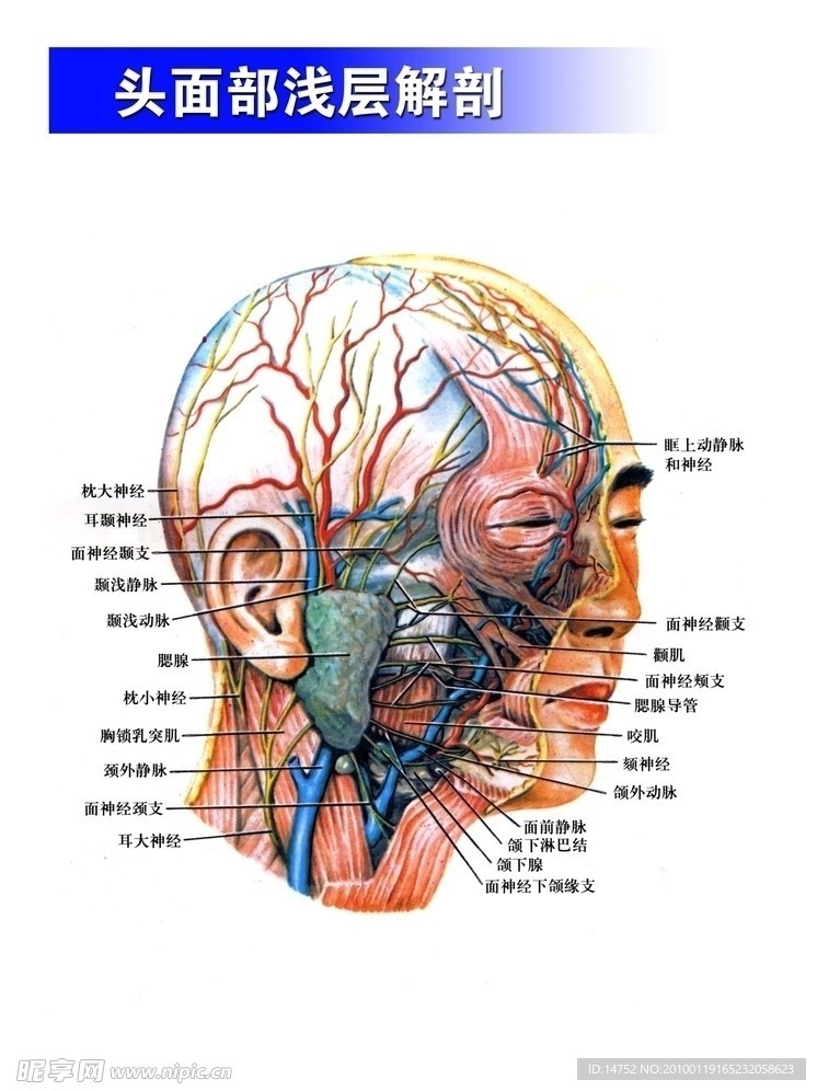 头面部浅层解剖