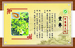 中医长廊之药材篇
