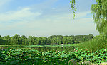 圆明园夏季荷花池美景