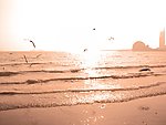 大海海鸥高清图片