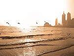大海海鸥高清图片