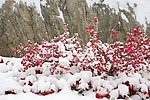 雪中“映山红”