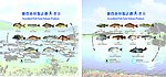 鱼 鸟鱼 宝石鱼 红鱼 海鱼