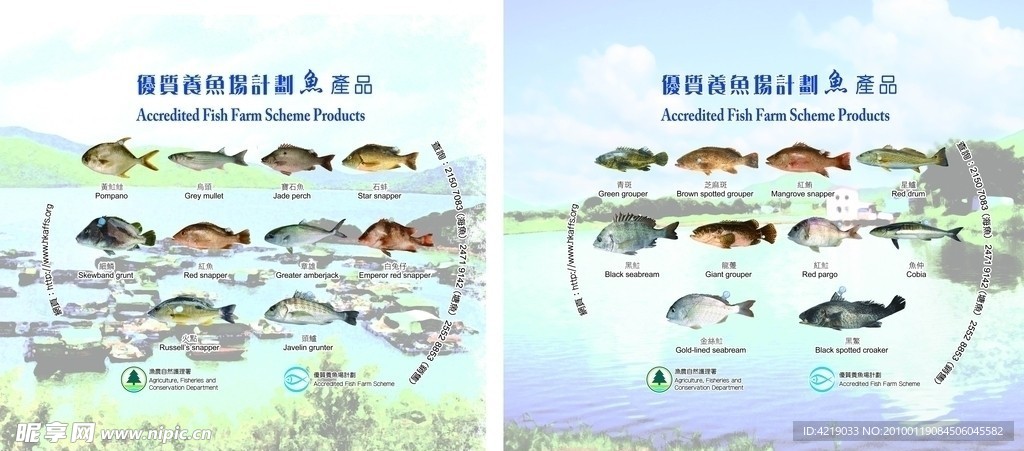 鱼 鸟鱼 宝石鱼 红鱼 海鱼