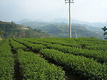 绿色茶园