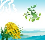 水稻和绵延的山峦
