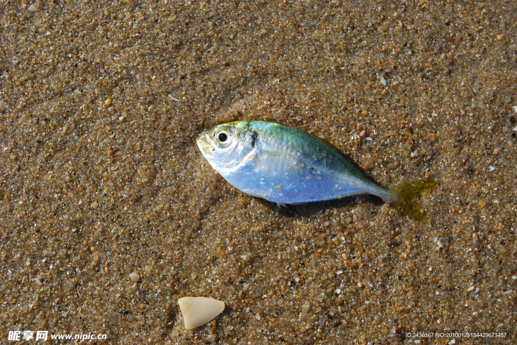海滩 海鱼