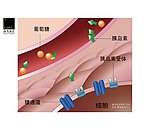 胰岛素和细胞
